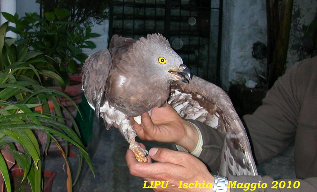 Rapaci e Stretto di Messina